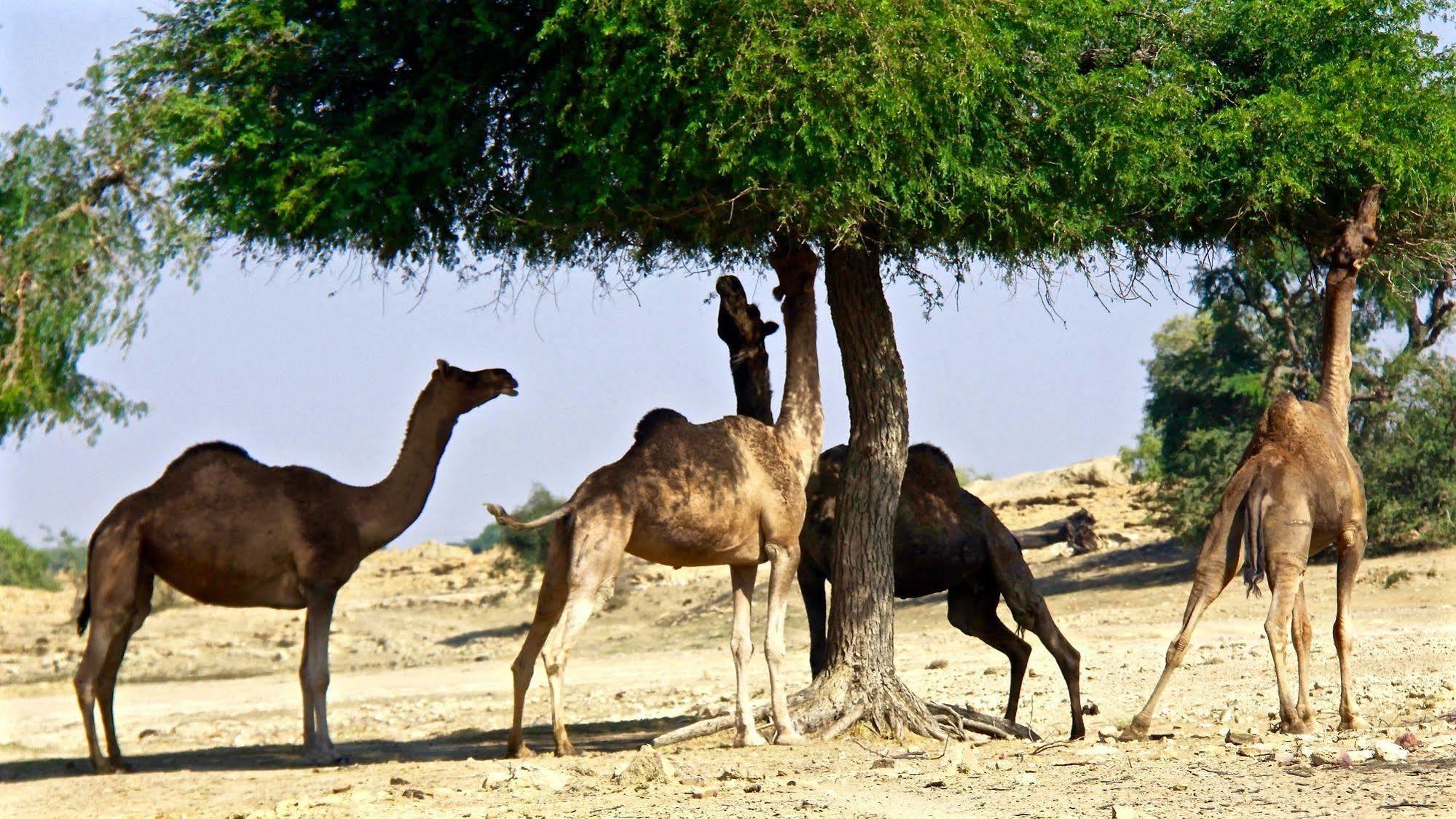 Damodra Desert Camp Jaisalmer Esterno foto